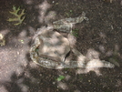 0118 2010.06.11 Snake Skin At Tray Mountain Shelter Camp Site by Attila in Snakes