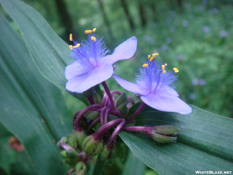 0130 2010.06.12 Deep Gap Shelter Flower