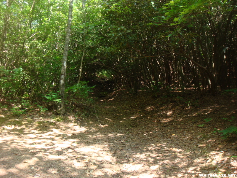 0137 2010.06.12 Blue Ridge Gap Sobo Trail