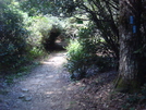 0170 2010.09.05 North Albert Mountain By-pass Trail by Attila in Trail & Blazes in North Carolina & Tennessee