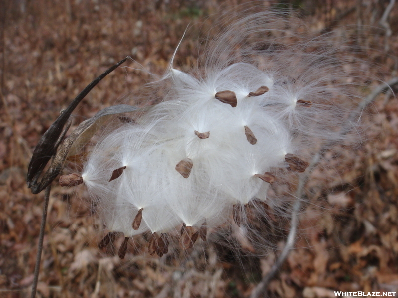 0189 2010.11.20 Interesting Plant North Of Licklog Gap