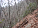 0199 2010.11.21 Trail South Of Rufus Morgan Shelter by Attila in Trail & Blazes in North Carolina & Tennessee