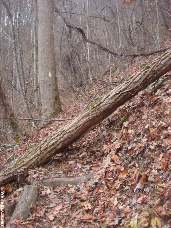 0200 2010.11.21 Trail South Of Rufus Morgan Shelter