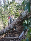 0218 2011.04.02 Fallen Tree "challenge" Completed On The Jump-up by Attila in Trail & Blazes in North Carolina & Tennessee