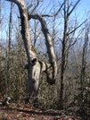 0233 2011.04.03 Gnarly Tree North Of Cheotah Bald by Attila in Trail & Blazes in North Carolina & Tennessee