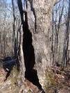 0234 2011.04.03 Hollow Tree North Of Cheotah Bald by Attila in Trail & Blazes in North Carolina & Tennessee