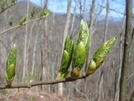 0239 2011.04.03 Budding Tree North Of Stecoah Gap