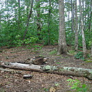 0246 2011.06.24 Campsite North Of Stecoah Gap