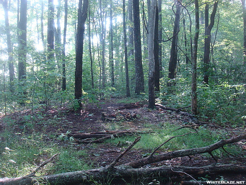 0261 2011.06.24 Campsite North Of Black Gum Gap