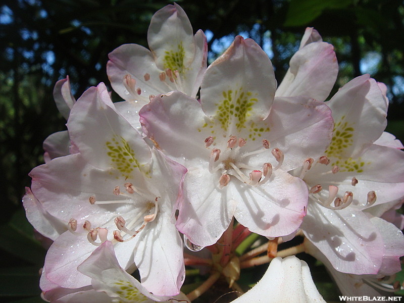 0265 2011.06.24 Rhododendron