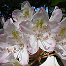 0265 2011.06.24 Rhododendron by Attila in Flowers