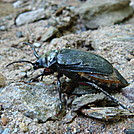 0271 2011.06.25 Bug Crossing The AT by Attila in Trail & Blazes in North Carolina & Tennessee