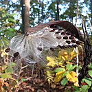 0296 2011.10.08 Milkweed by Attila in Flowers