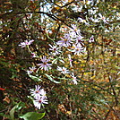 0305 2011.10.09 Purple Flowers