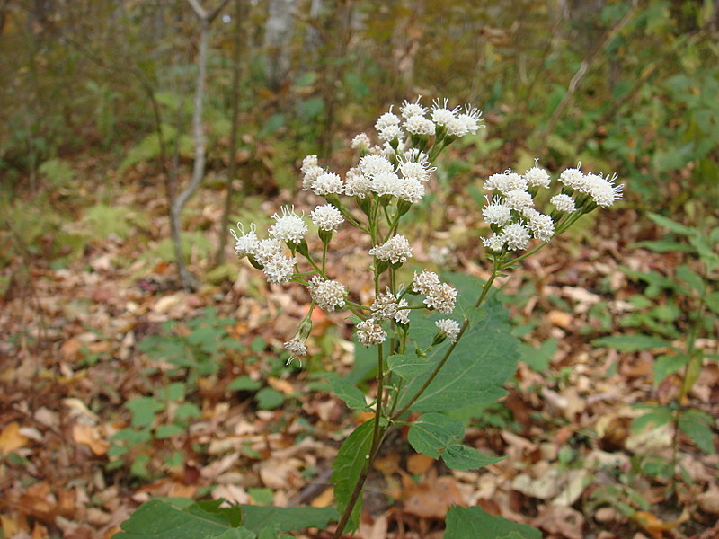 0307 2011.10.09 White Floers