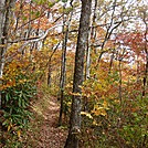 0311 2011.10.09 Trail Between Mollies Ridge And Russell Field Shelter by Attila in Trail & Blazes in North Carolina & Tennessee