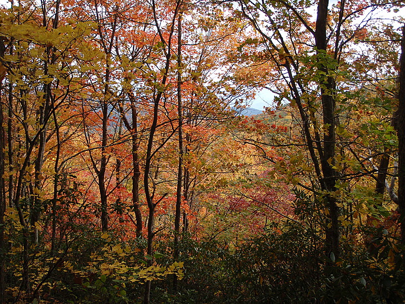 0312  2011.10.09 Fall Colors North Of Mollies Ridge Shelter