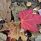 0313  2011.10.09 Fall Colors by Attila in Views in North Carolina & Tennessee