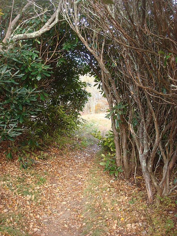 0322 2011.10.10 Rhododendron Tunnel At Spence Field