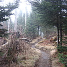 0342 2011.11.26 NOBO Trail Leading Away From Clingmans Dome by Attila in Trail & Blazes in North Carolina & Tennessee