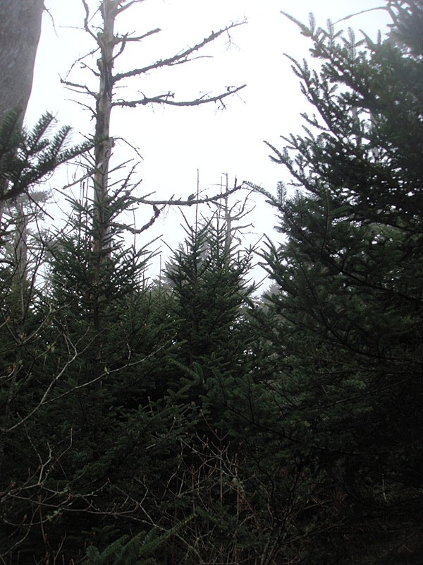 0344 2011.11.26 Evergreens North Of Clingmans Dome