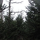0344 2011.11.26 Evergreens North Of Clingmans Dome by Attila in Views in North Carolina & Tennessee
