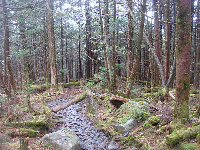 0345 2011.11.26 Trail North Of Clingmans Dome