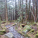 0345 2011.11.26 Trail North Of Clingmans Dome