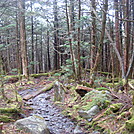 0345 2011.11.26 Trail North Of Clingmans Dome by Attila in Trail & Blazes in North Carolina & Tennessee