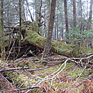 0347 2011.11.26 Fallen Tree North Of Clingmans Dome by Attila in Views in North Carolina & Tennessee