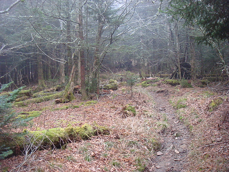 0348 2011.11.26 Trail North Of Clingmans Dome