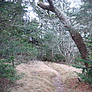 0349 2011.11.26 Trail North Of Clingmans Dome