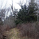 0350 2011.11.26 Trail North Of Clingmans Dome by Attila in Trail & Blazes in North Carolina & Tennessee