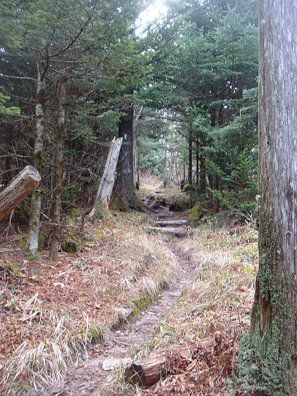 0352 2011.11.26 Trail North Of Clingmans Dome