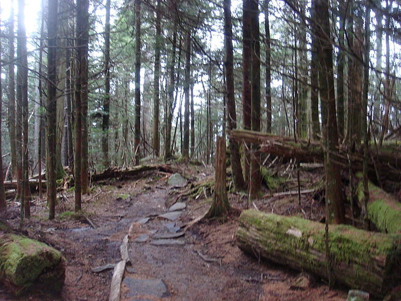 0354 2011.11.26 Trail North Of Clingmans Dome