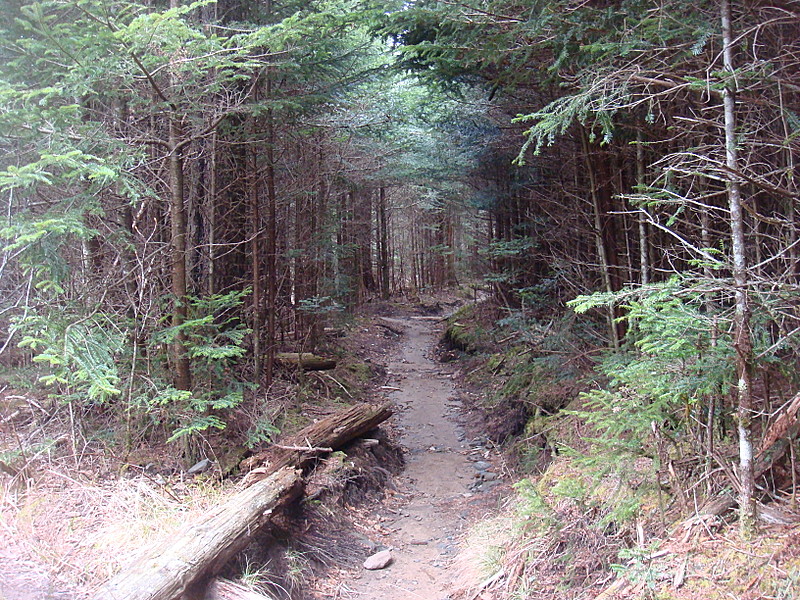 0356 2011.11.26 Trail North Of Clingmans Dome