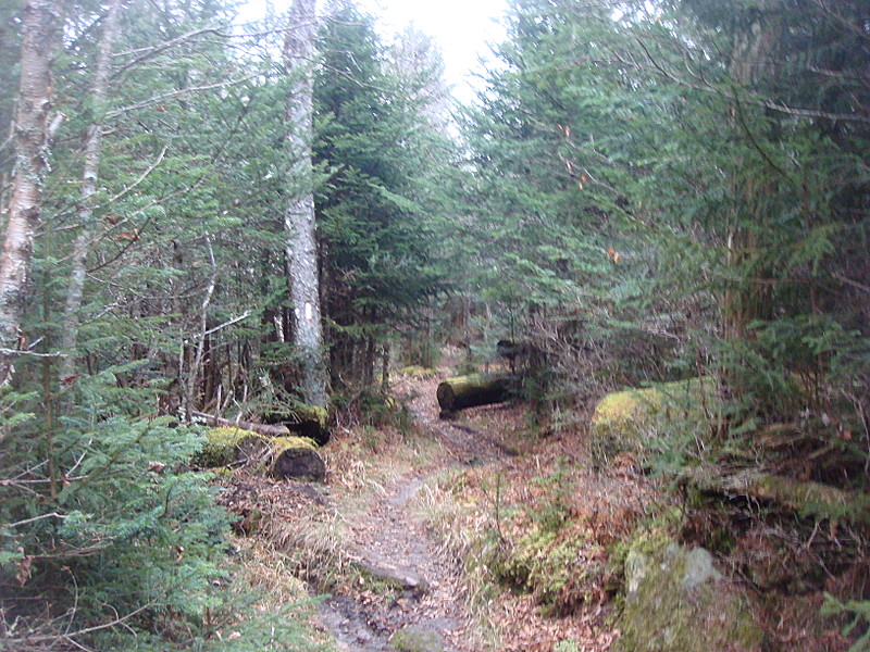 0363 2011.11.26 AT Between Fork Ridge Trail And Indian Gap