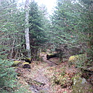 0363 2011.11.26 AT Between Fork Ridge Trail And Indian Gap by Attila in Trail & Blazes in North Carolina & Tennessee