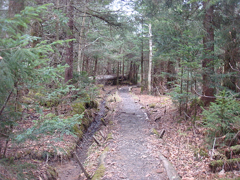 0364 2011.11.26 AT Between Fork Ridge Trail And Indian Gap