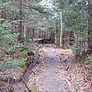 0364 2011.11.26 AT Between Fork Ridge Trail And Indian Gap by Attila in Trail & Blazes in North Carolina & Tennessee