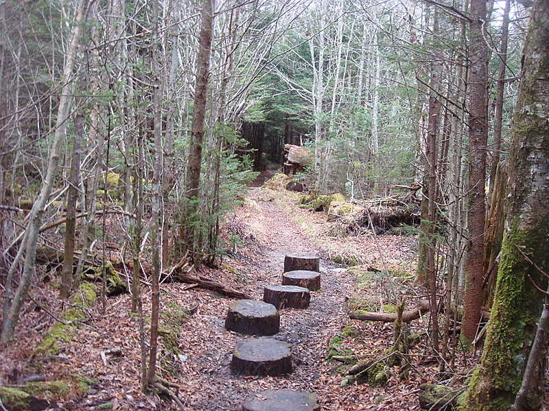 0365 2011.11.26 AT Between Fork Ridge Trail And Indian Gap