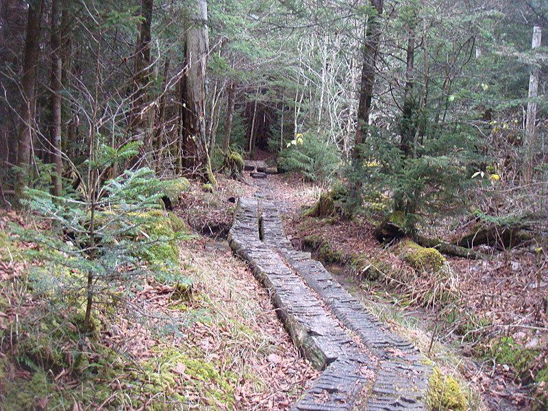 0367 2011.11.26 AT Between Fork Ridge Trail And Indian Gap