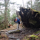 0369 2011.11.26 Uprooted Tree On AT Between Fork Ridge Trail And Indian Gap by Attila in Trail & Blazes in North Carolina & Tennessee