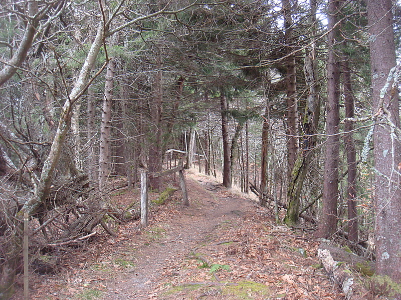 0380 2011.11.26 Trail In Beech Forest Exclosure