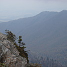 0396 2012.04.02 "Bonsai" Tree On Side Of Charles Bunion by Attila in Views in North Carolina & Tennessee