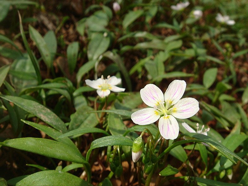 0407 2012.04.02 Flowers At Pecks Corner Shelter