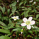 0407 2012.04.02 Flowers At Pecks Corner Shelter