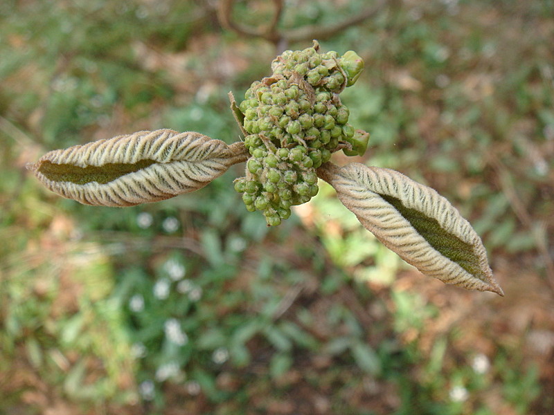 0408 2012.04.02 Budding Plants At Pecks Corner Shelter