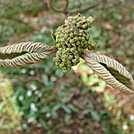 0408 2012.04.02 Budding Plants At Pecks Corner Shelter by Attila in Flowers