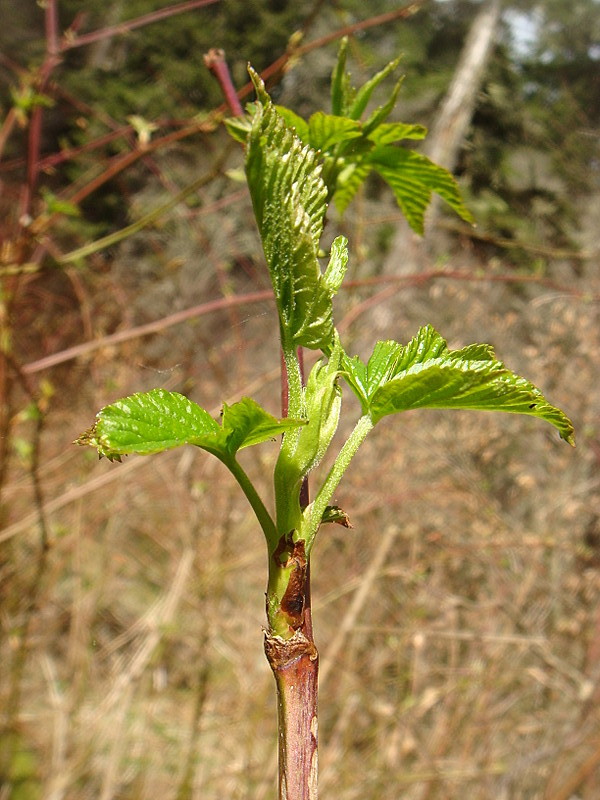 0409 2012.04.02 Budding Plants At Pecks Corner Shelter